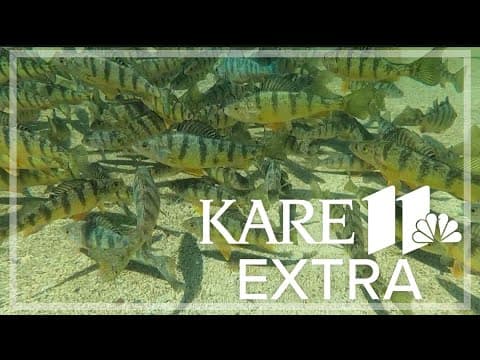 DNR study reveals Minnesota perch are shrinking