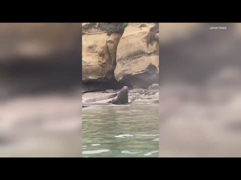 Sea lions run towards, barks at beachgoers in La Jolla