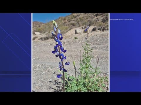 Texas bluebonnets are in bloom