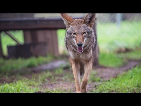 Coyote sightings on the rise across San Diego County
