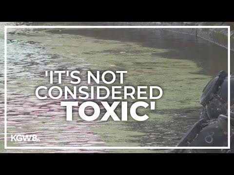 What's that green stuff in the Willamette River? Here's what officials say
