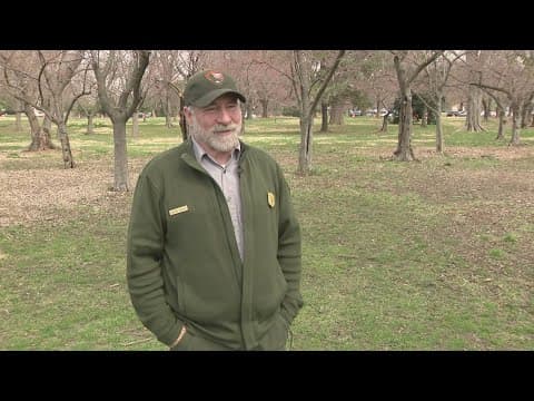 Cherry blossom peak bloom is right on schedule, National Mall officials say