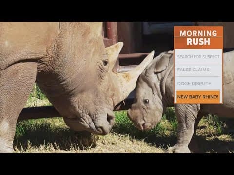 New baby rhino, Turbo, unveiled at Fossil Rim park