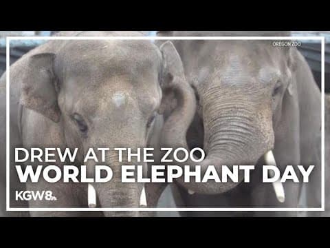 Celebrate World Elephant Day at the Oregon Zoo