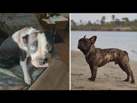 World’s fastest French Bulldog, and his sister, dognapped from San Diego owner
