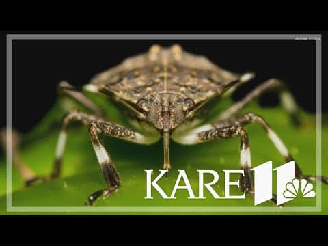 Brown marmorated stink bugs are not only a household pest — they can harm crops, too