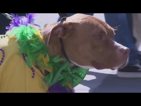 Mardi Growl kicks off Knoxville's event season as spring approaches