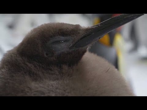 Giant baby penguin 'Pesto' draws big crowds at Australia zoo