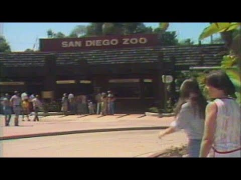 San Diego Zoo and Wild Animal Park | News 8 Throwback Special