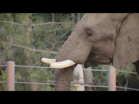 Why one young elephant's behavior stood out during earthquake felt at San Diego Zoo