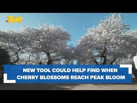 UW developing new tool to fine-tune cherry blossom timing forecast