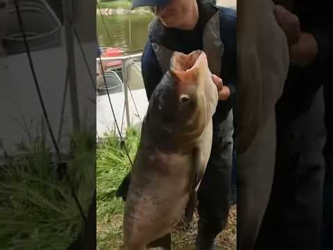Massive Invasive Fish Pulled From Pond