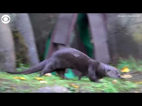 Otters frolic throughout new home at Oregon Zoo