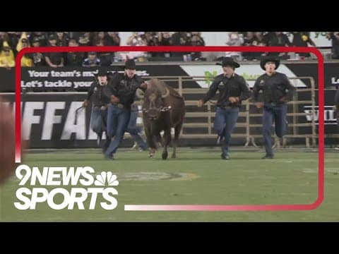 CU mascot Ralphie VI turns 4