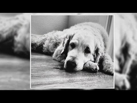 Vets struggle to treat mysterious dog illness