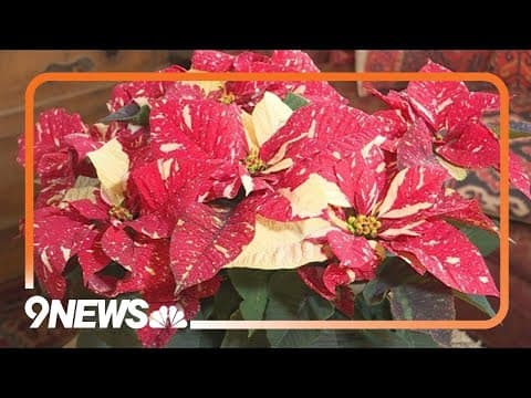 How to keep poinsettias alive