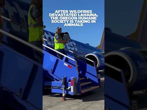 Dozens of shelter cats from #maui arrive at #pdx airport