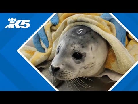 Warning for beachgoers during seal pupping season