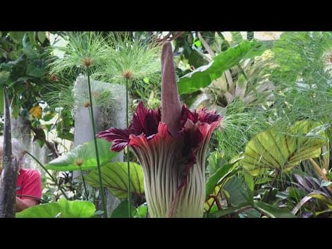 What's that smell? Rare 'corpse flower' blooms at San Diego Botanic Garden