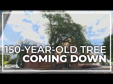 Iconic downtown Portland elm to be removed