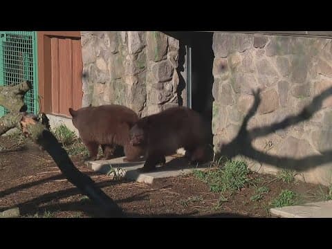 Black bear cubs make debut at Columbus Zoo and Aquarium