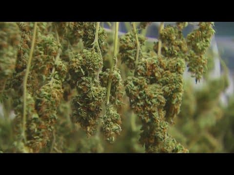 Recreational marijuana supporters ‘confident’ they’ll get enough signatures to send question to vote