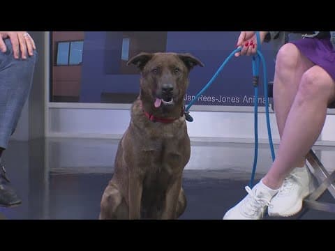 Tailwaggers: Meet Robin