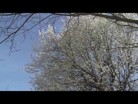 Tennessee House resolution calls for study on invasive Bradford pear trees