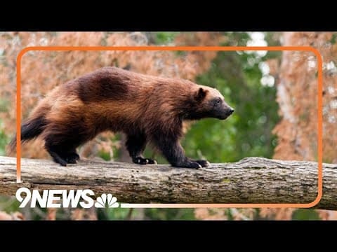 Wolves and wolverines: Colorado reintroduction efforts follow different paths