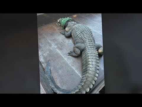 10-foot alligator removed from North Texas lake