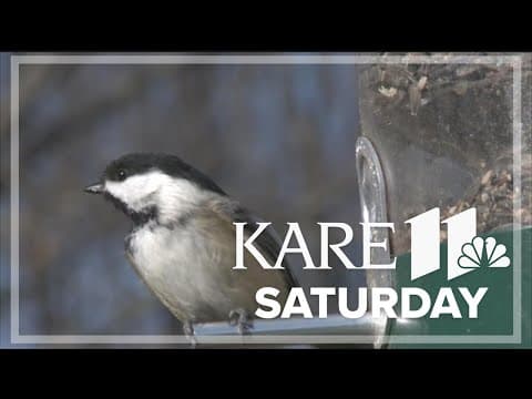 Winter birding in Minnesota