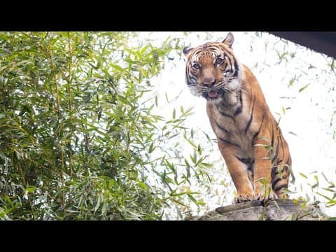 Zoo Knoxville welcomes new male Malayan tiger, Jango