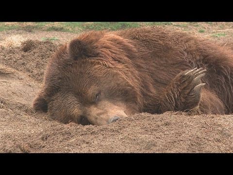 How will animals react to the eclipse? Columbus Zoo to study animals in April