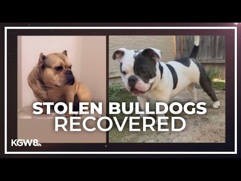 Two stolen bulldogs have been found in Gresham