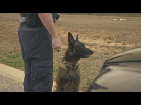 Loudoun County to use drug sniffing dogs in high schools