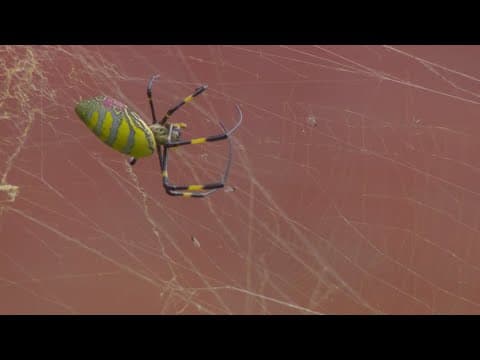 Invasive spider spooks neighborhood