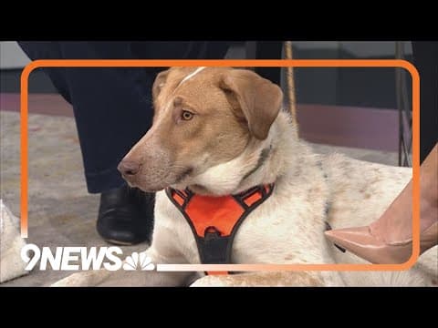 Petline9: 1-year old Dr. Buzz Kutt