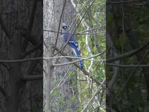 Researchers to study what animals do during total solar eclipse