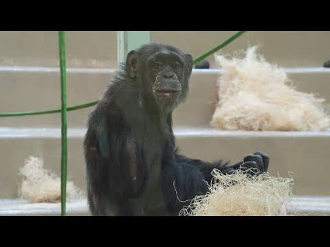 New chimpanzee exhibit coming to the Indy Zoo