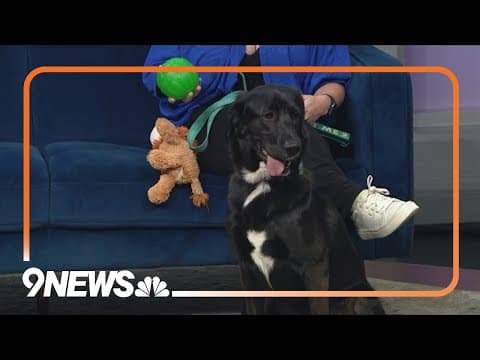 Kida is a playful pup looking for a forever home