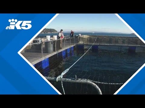 Aquaculture nonprofit sues Washington Department of Natural Resources over net pen fish farming ban