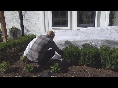 How long can you wrap plants during cold weather?