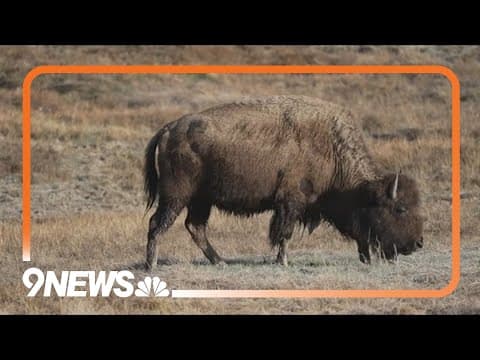 Bison gores tourist at Yellowstone National Park