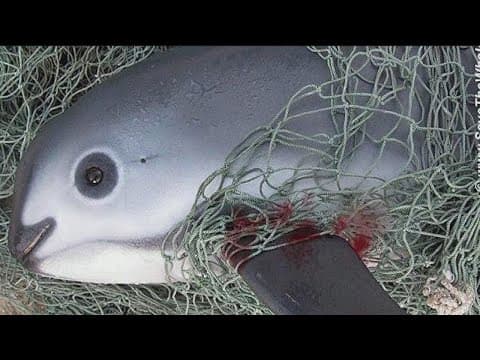 Mexico to install concrete blocks in the Vaquitas Marina's habitat to keep fishing nets out