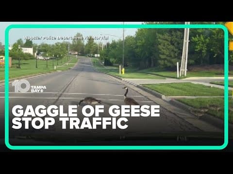A gaggle of geese halted traffic as they waddled across a road in Ohio