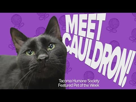 Pet Rescue of the Week: Cauldron