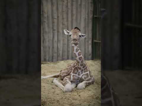 Baby giraffe born at Denver Zoo