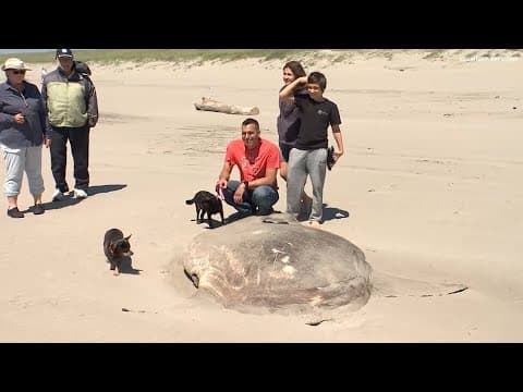 VIDEO: Rare 7-foot fish washes ashore in Oregon