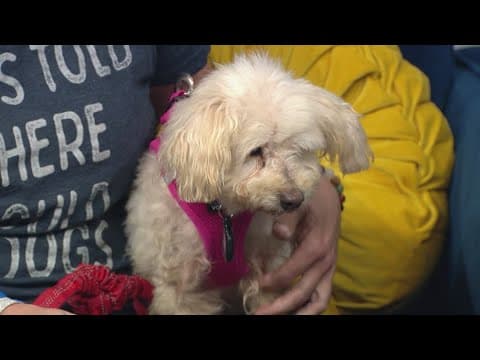 Sweet senior mini Poodle needs forever home