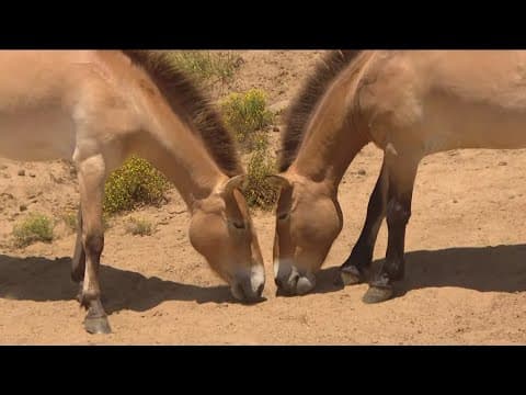 Zoo Day | Meet Przewalski's horse